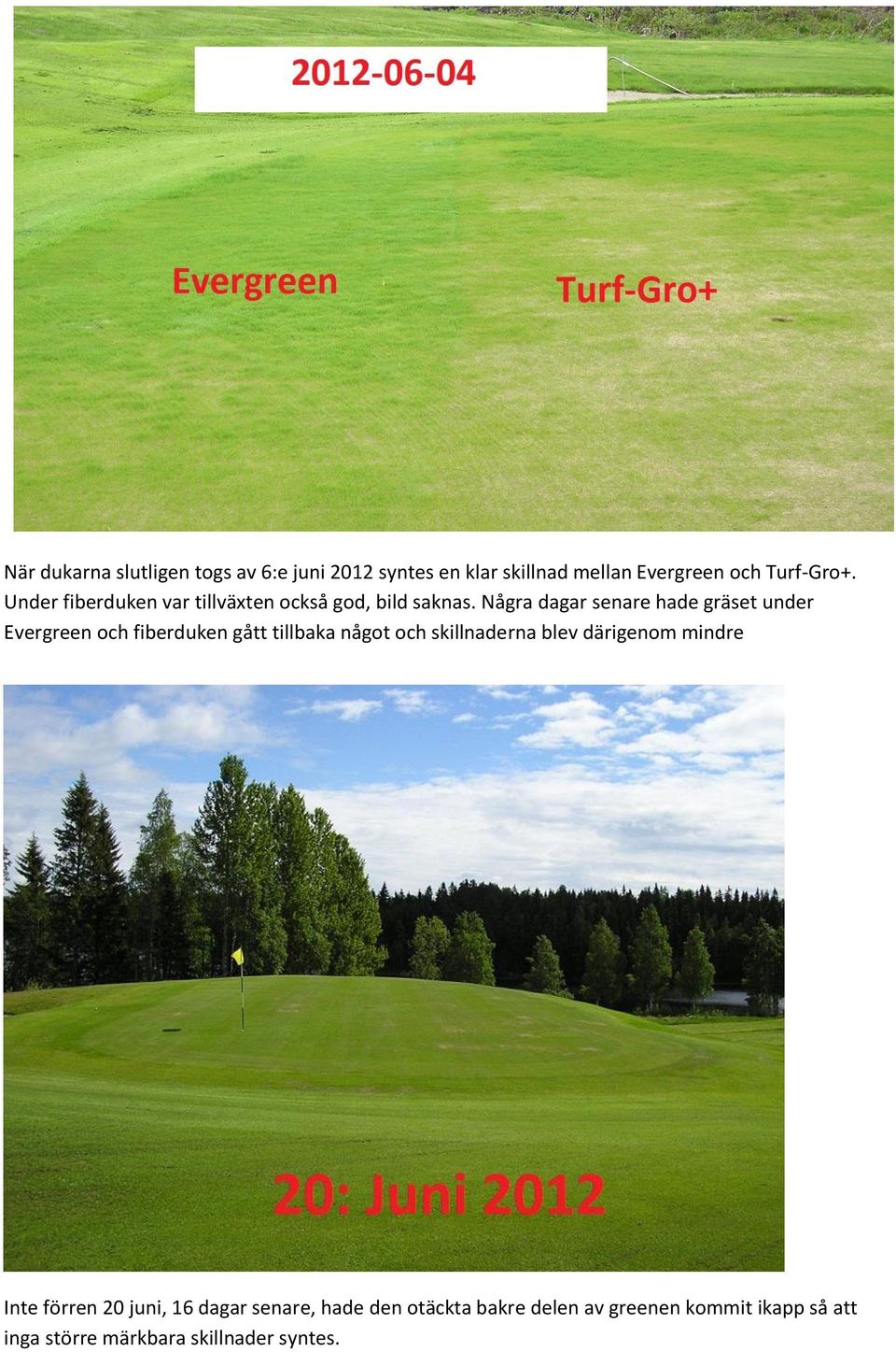 Några dagar senare hade gräset under Evergreen och fiberduken gått tillbaka något och skillnaderna blev