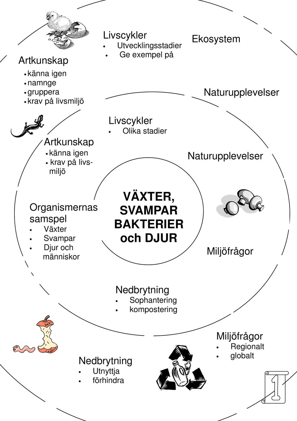Livscykler Olika stadier VÄXTER, SVAMPAR BAKTERIER och DJUR Ekosystem Naturupplevelser