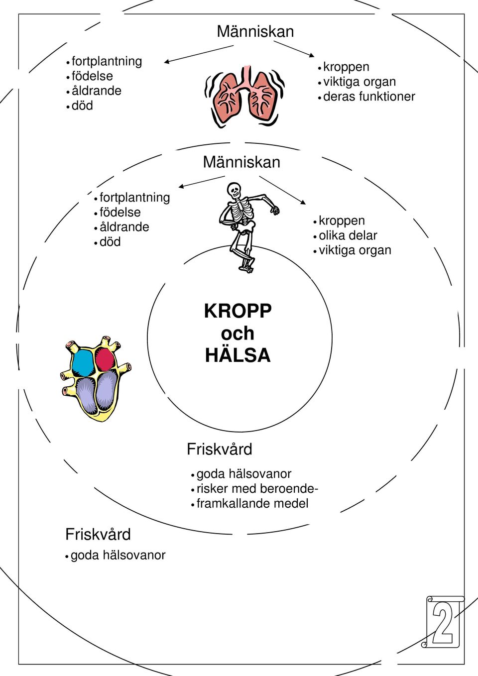 kroppen olika delar viktiga organ KROPP och HÄLSA Friskvård goda