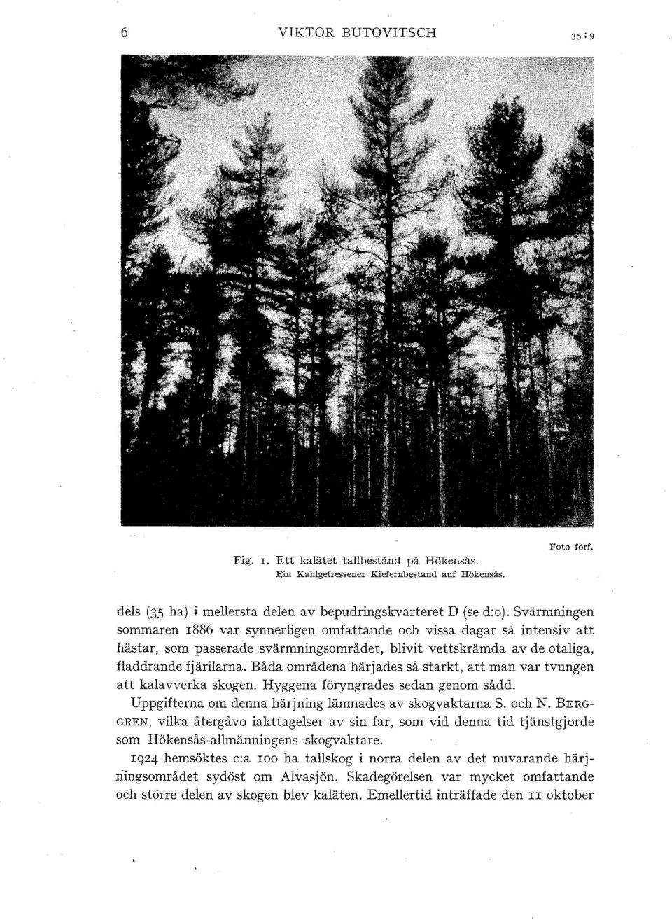 Båda områdena härjades så starkt, att man var tvungen att kaavverka skogen. Hyggena föryngrades sedan genom sådd. Uppgifterna om denna härjning ämnades av skogvaktarna S. och N.