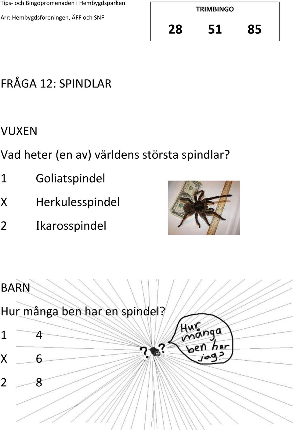 1 Goliatspindel Herkulesspindel 2