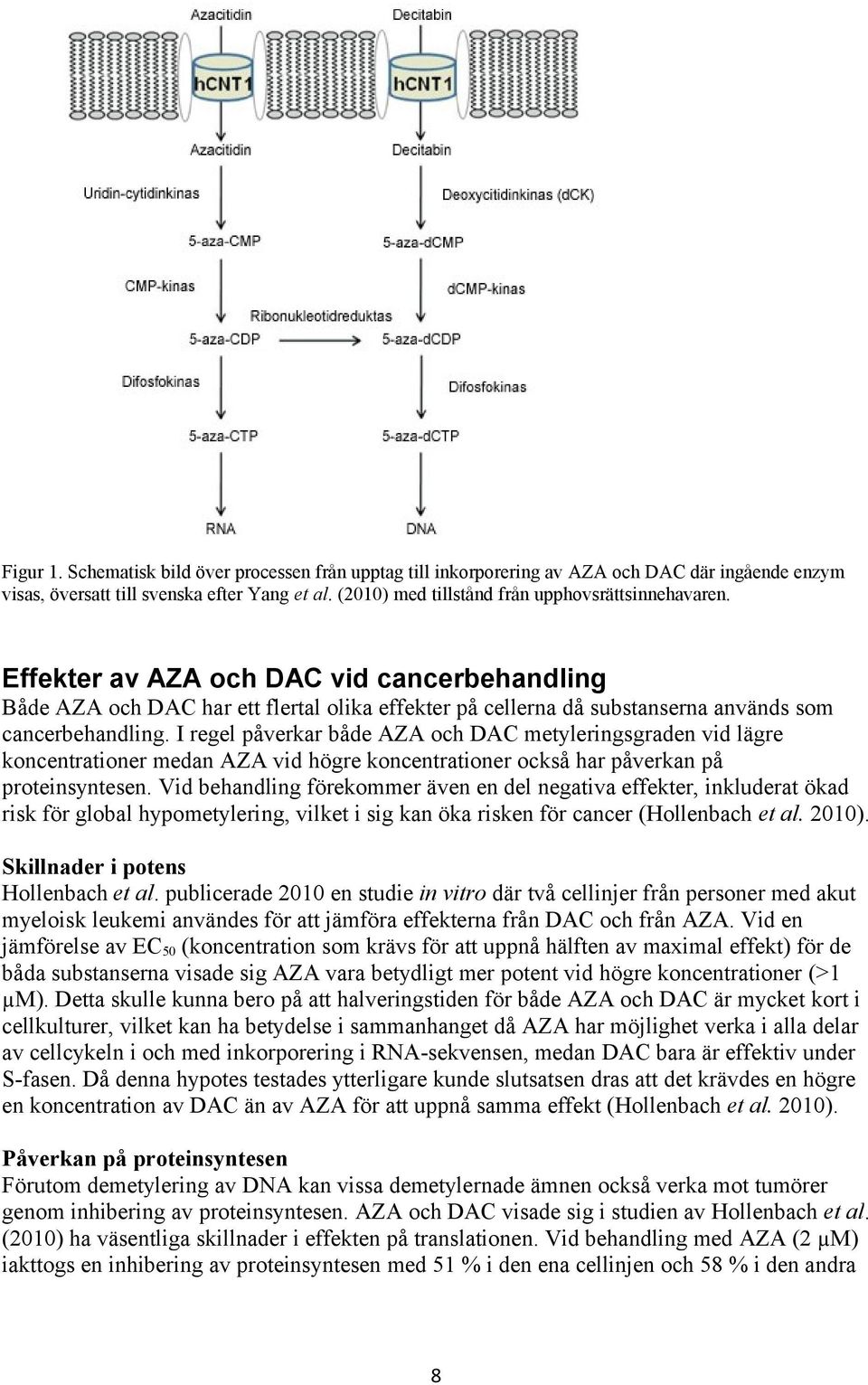 Effekter av AZA och DAC vid cancerbehandling Både AZA och DAC har ett flertal olika effekter på cellerna då substanserna används som cancerbehandling.