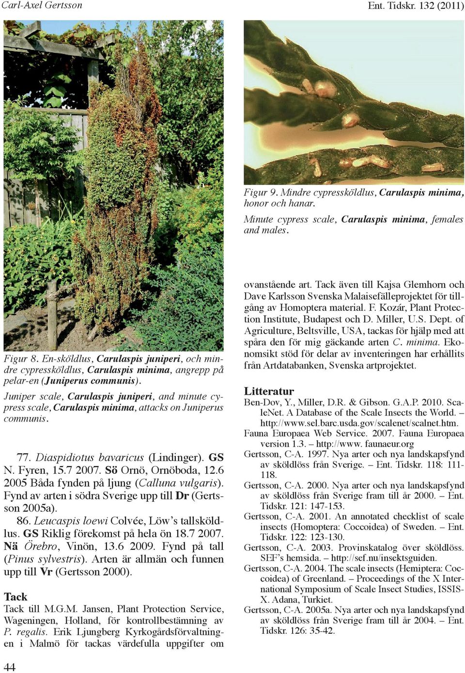 Juniper scale, Carulaspis juniperi, and minute cypress scale, Carulaspis minima, attacks on Juniperus communis. 77. Diaspidiotus bavaricus (Lindinger). GS N. Fyren, 15.7 2007. Sö Ornö, Ornöboda, 12.