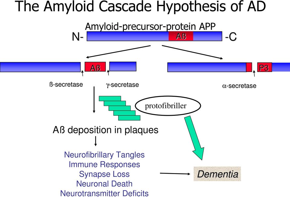 protofibriller Aß deposition in plaques Neurofibrillary Tangles