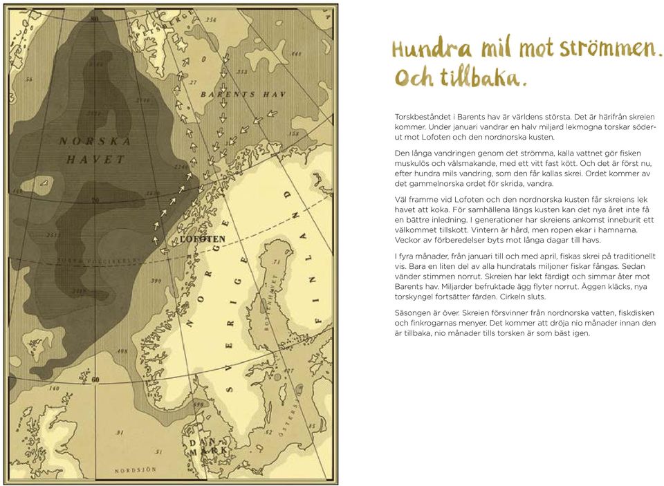 Ordet kommer av det gammelnorska ordet för skrida, vandra. Väl framme vid Lofoten och den nordnorska kusten får skreiens lek havet att koka.