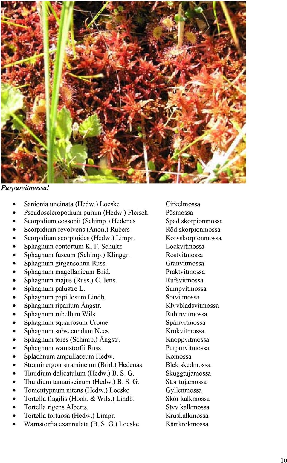 Rostvitmossa Sphagnum girgensohnii Russ. Granvitmossa Sphagnum magellanicum Brid. Praktvitmossa Sphagnum majus (Russ.) C. Jens. Rufsvitmossa Sphagnum palustre L.