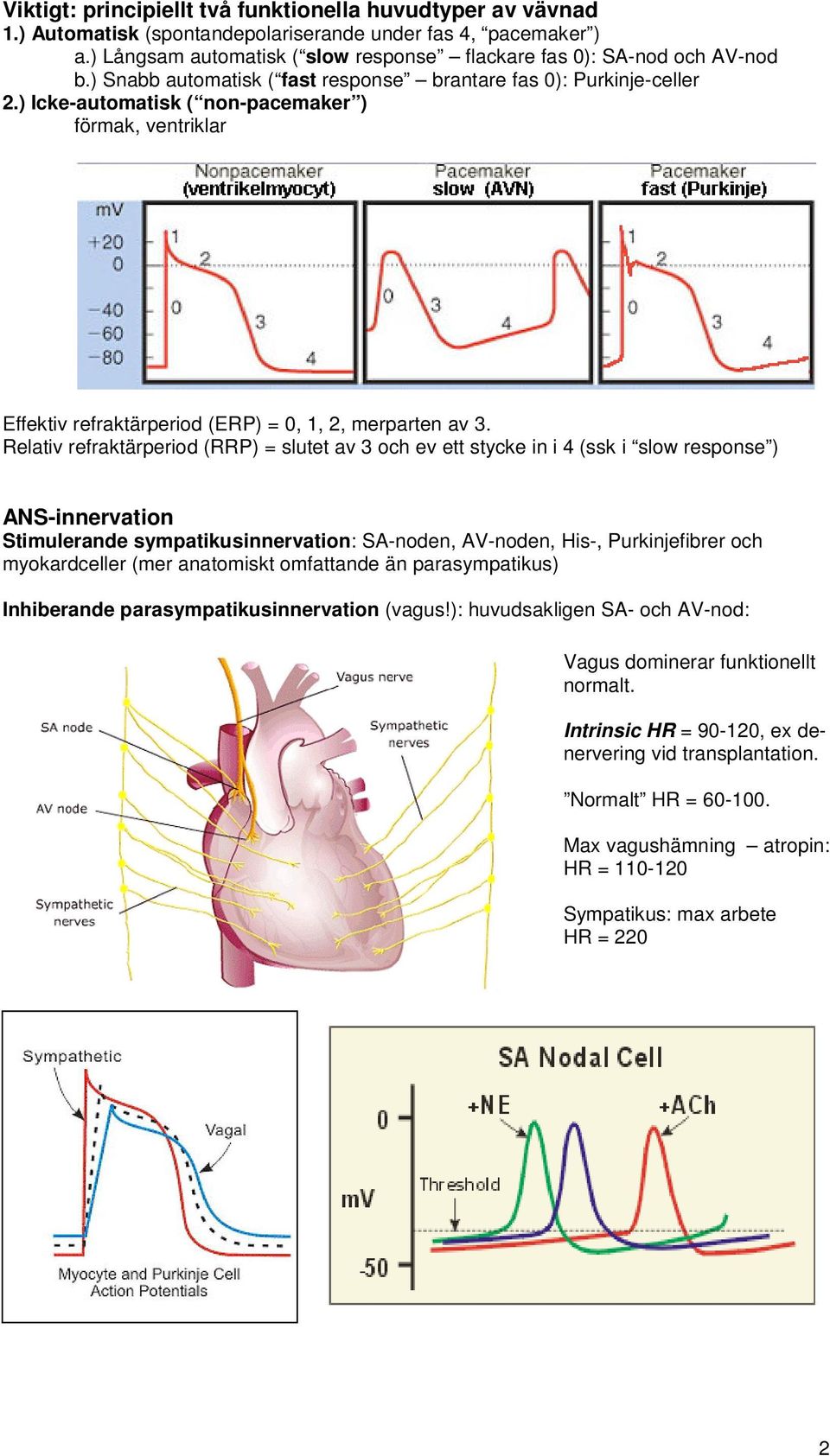 Relativ refraktärperiod (RRP) = slutet av 3 och ev ett stycke in i 4 (ssk i slow response ) ANS-innervation Stimulerande sympatikusinnervation: SA-noden, AV-noden, His-, Purkinjefibrer och