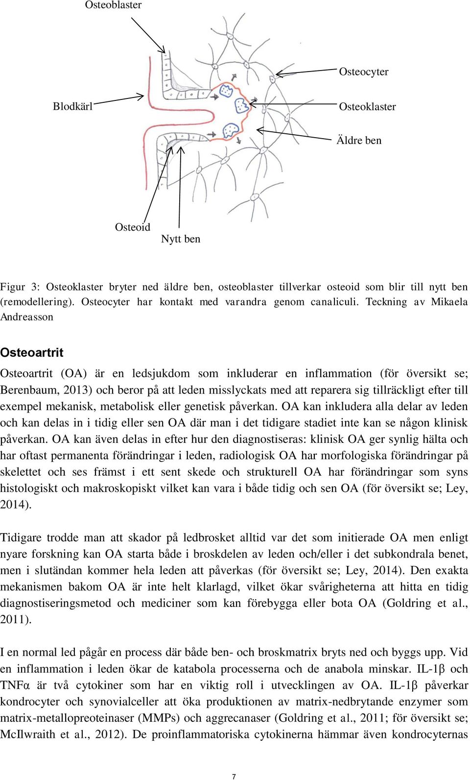 Teckning av Mikaela Andreasson Osteoartrit Osteoartrit (OA) är en ledsjukdom som inkluderar en inflammation (för översikt se; Berenbaum, 2013) och beror på att leden misslyckats med att reparera sig