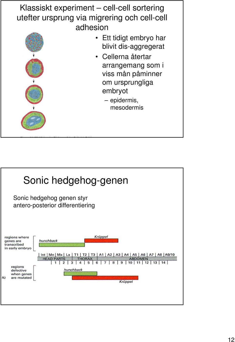 arrangemang som i viss mån påminner om ursprungliga embryot epidermis,