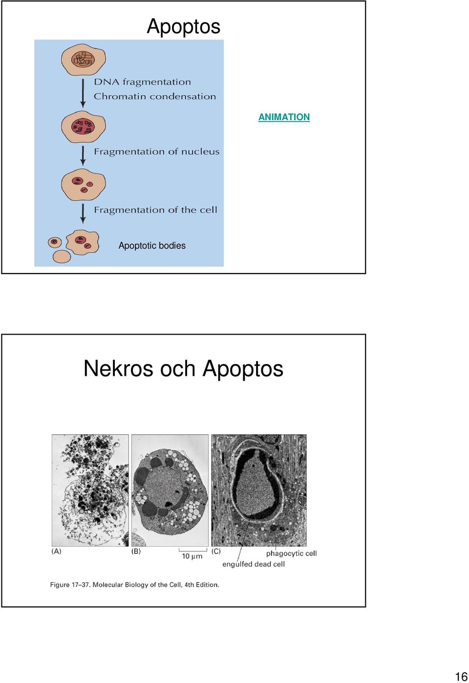 Apoptotic