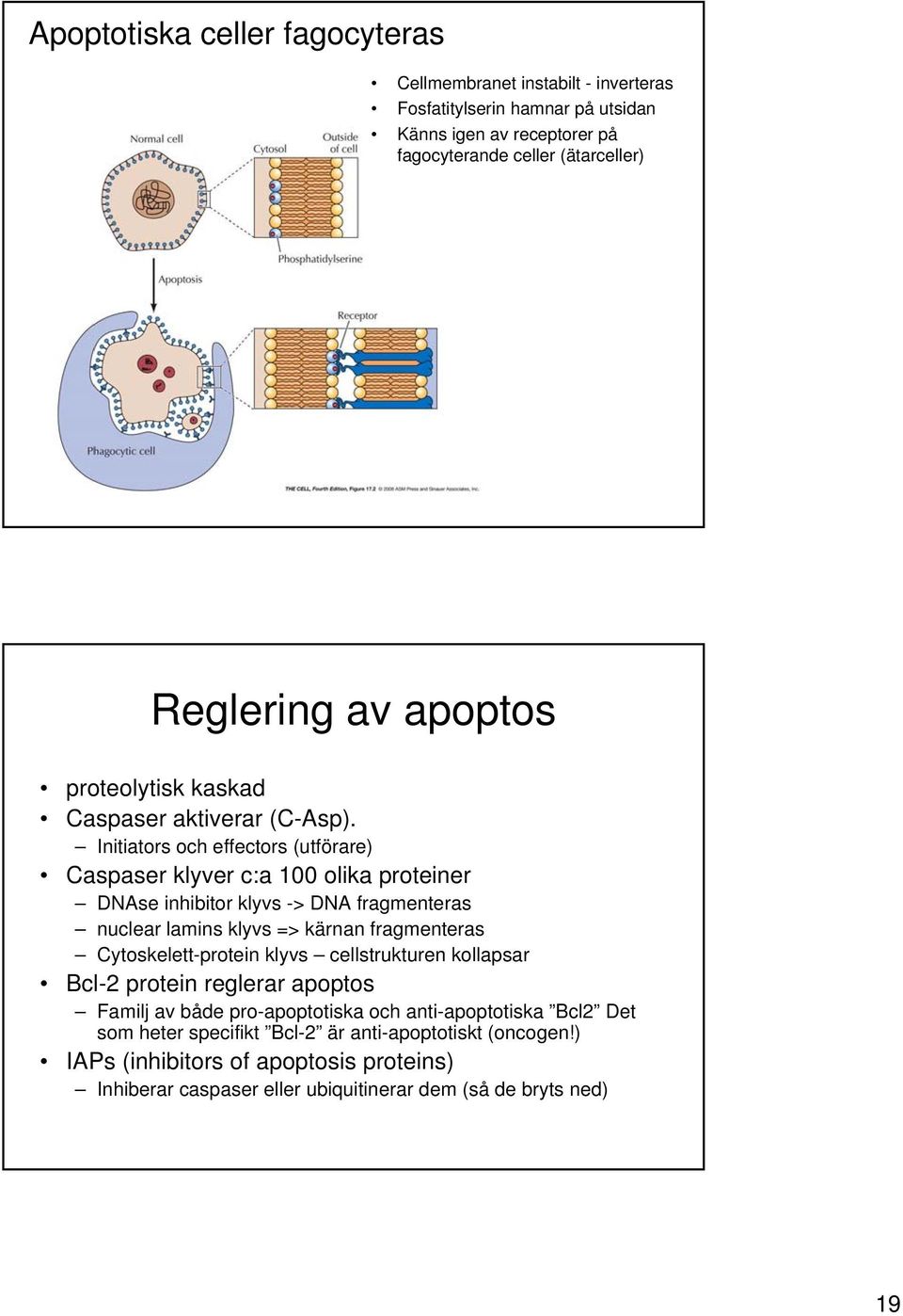 Initiators och effectors (utförare) Caspaser klyver c:a 100 olika proteiner DNAse inhibitor klyvs -> DNA fragmenteras nuclear lamins klyvs => kärnan fragmenteras