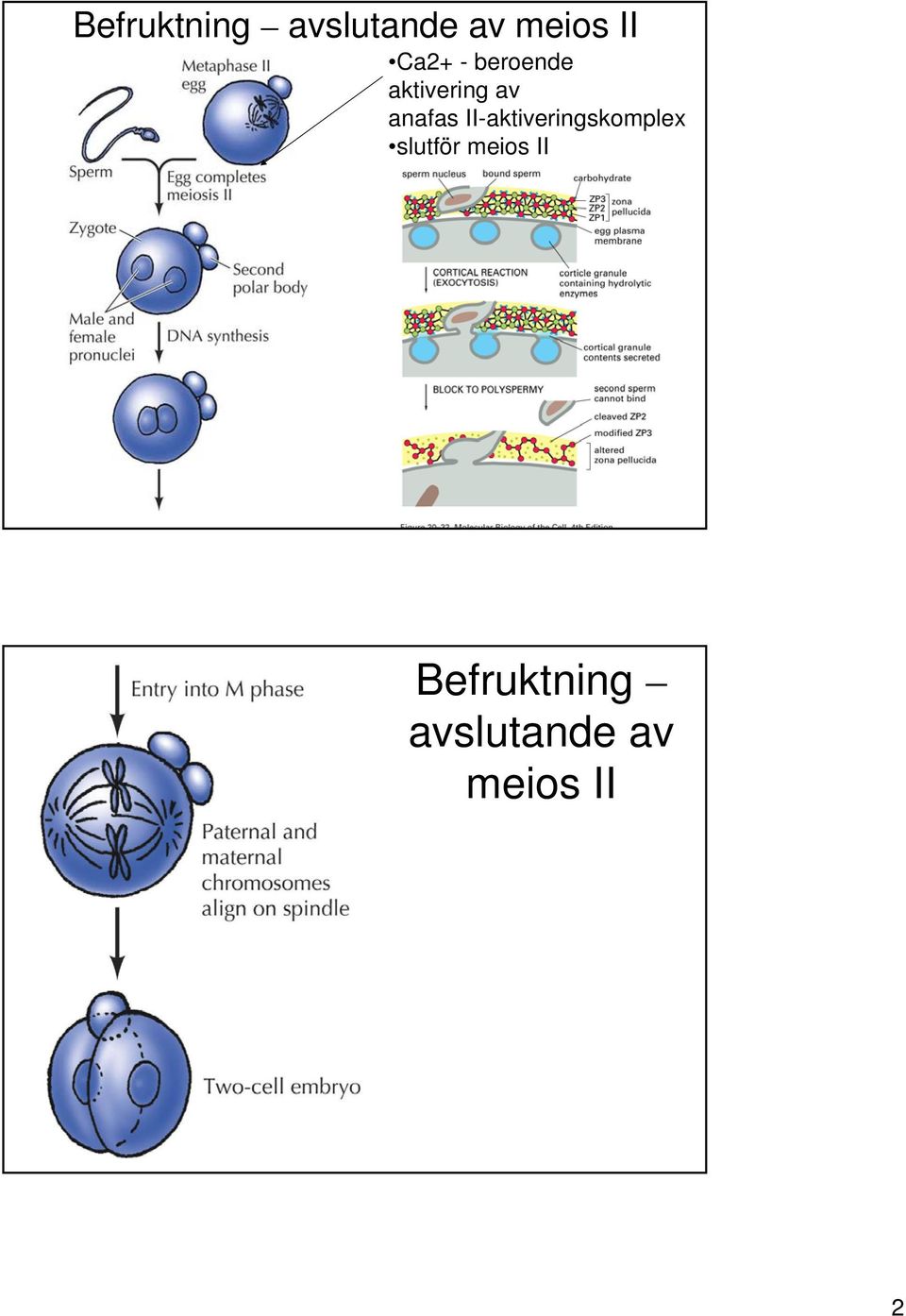 II-aktiveringskomplex slutför meios