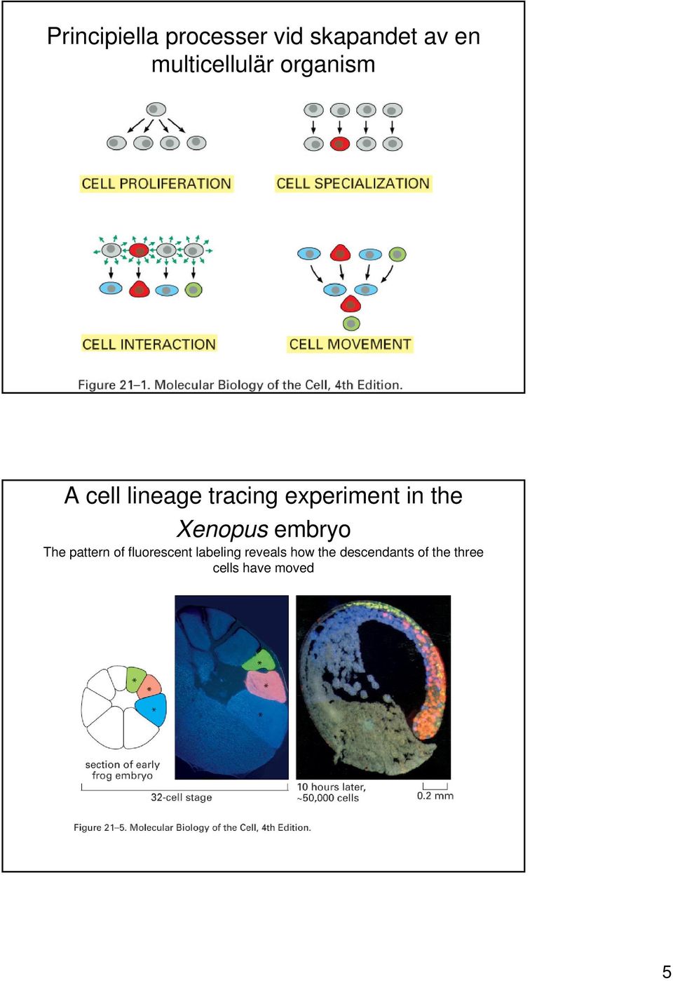 experiment in the Xenopus embryo The pattern of