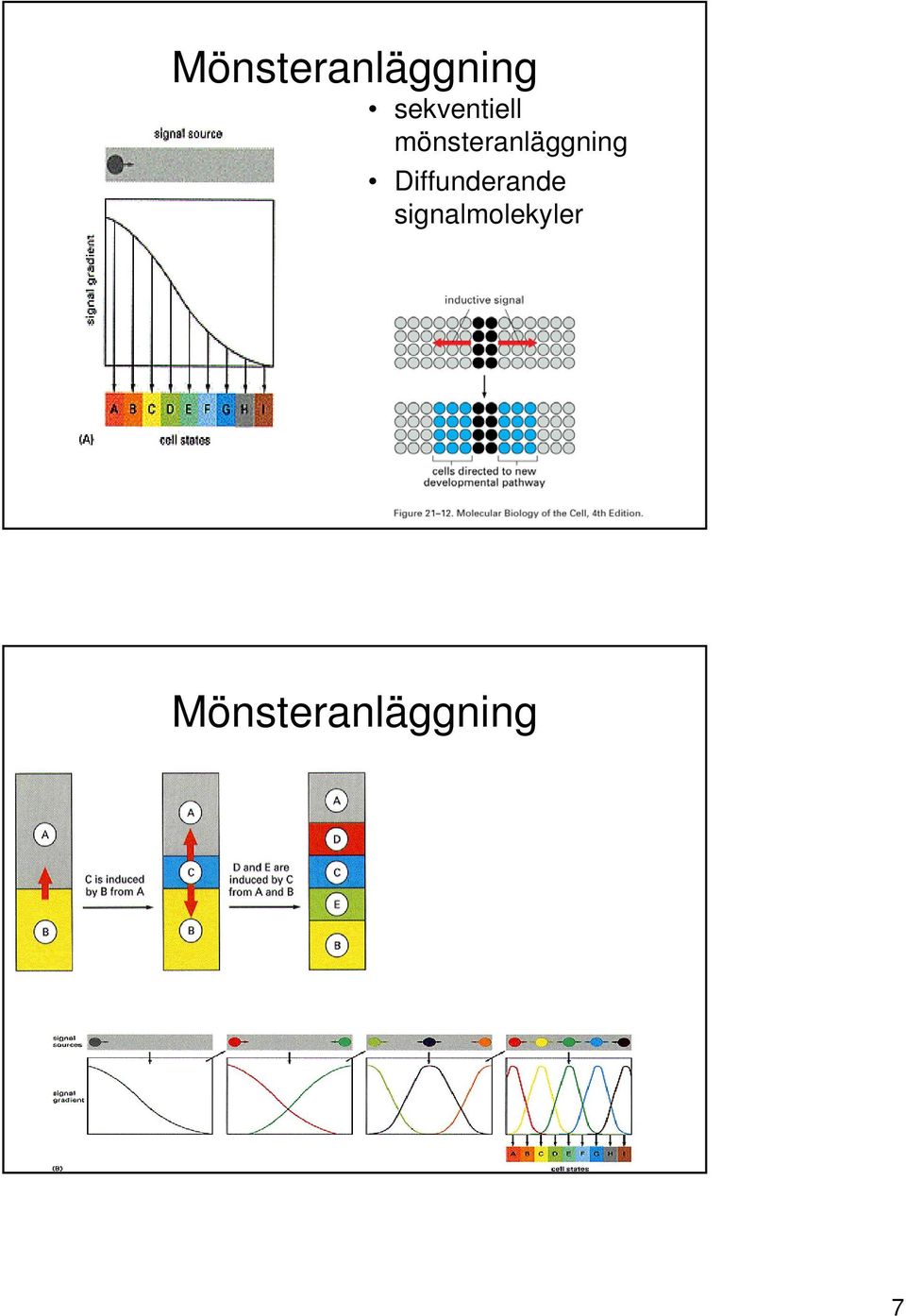 mönsteranläggning