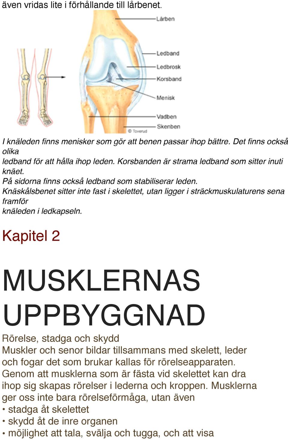 Knäskålsbenet sitter inte fast i skelettet, utan ligger i sträckmuskulaturens sena framför knäleden i ledkapseln.