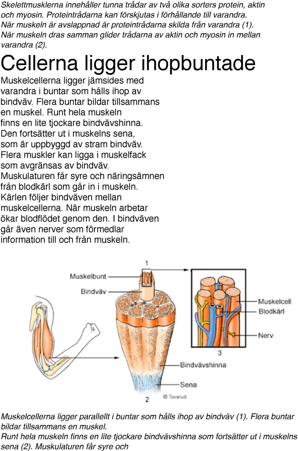 Cellerna ligger ihopbuntade Muskelcellerna ligger jämsides med varandra i buntar som hålls ihop av bindväv. Flera buntar bildar tillsammans en muskel.