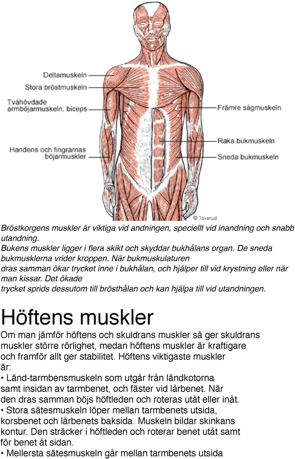 Det ökade trycket sprids dessutom till brösthålan och kan hjälpa till vid utandningen.