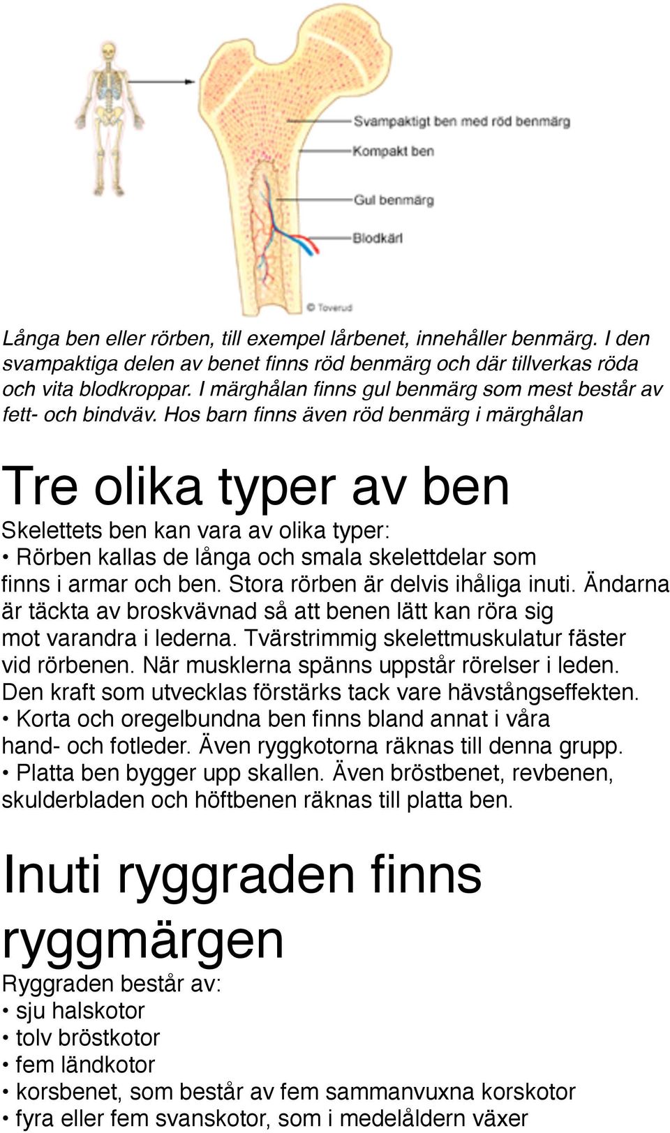 Hos barn finns även röd benmärg i märghålan Tre olika typer av ben Skelettets ben kan vara av olika typer: Rörben kallas de långa och smala skelettdelar som finns i armar och ben.