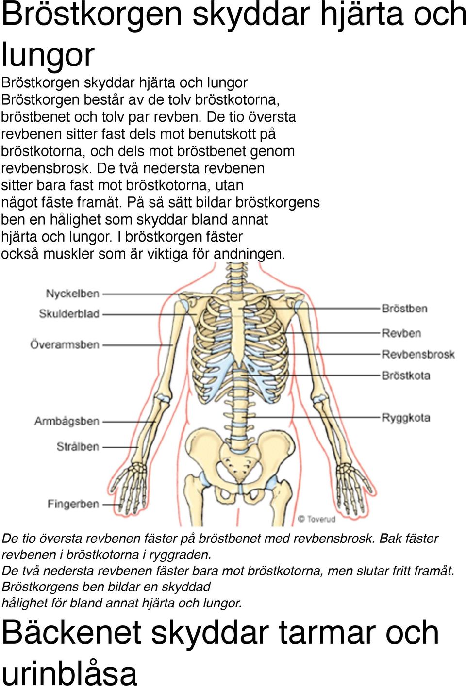 De två nedersta revbenen sitter bara fast mot bröstkotorna, utan något fäste framåt. På så sätt bildar bröstkorgens ben en hålighet som skyddar bland annat hjärta och lungor.