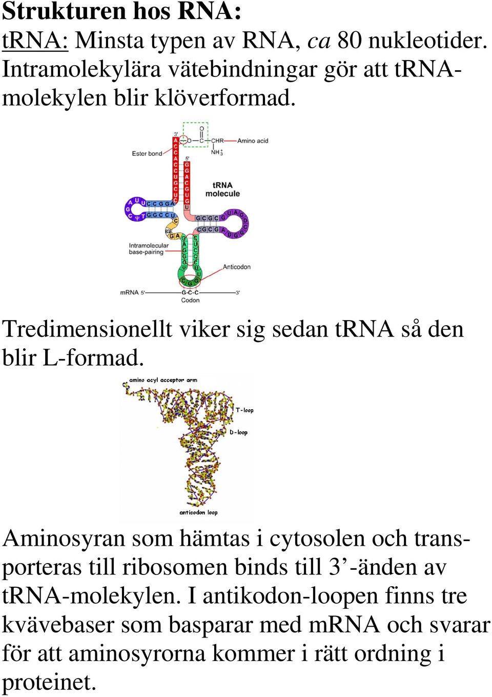 Tredimensionellt viker sig sedan trna så den blir L-formad.