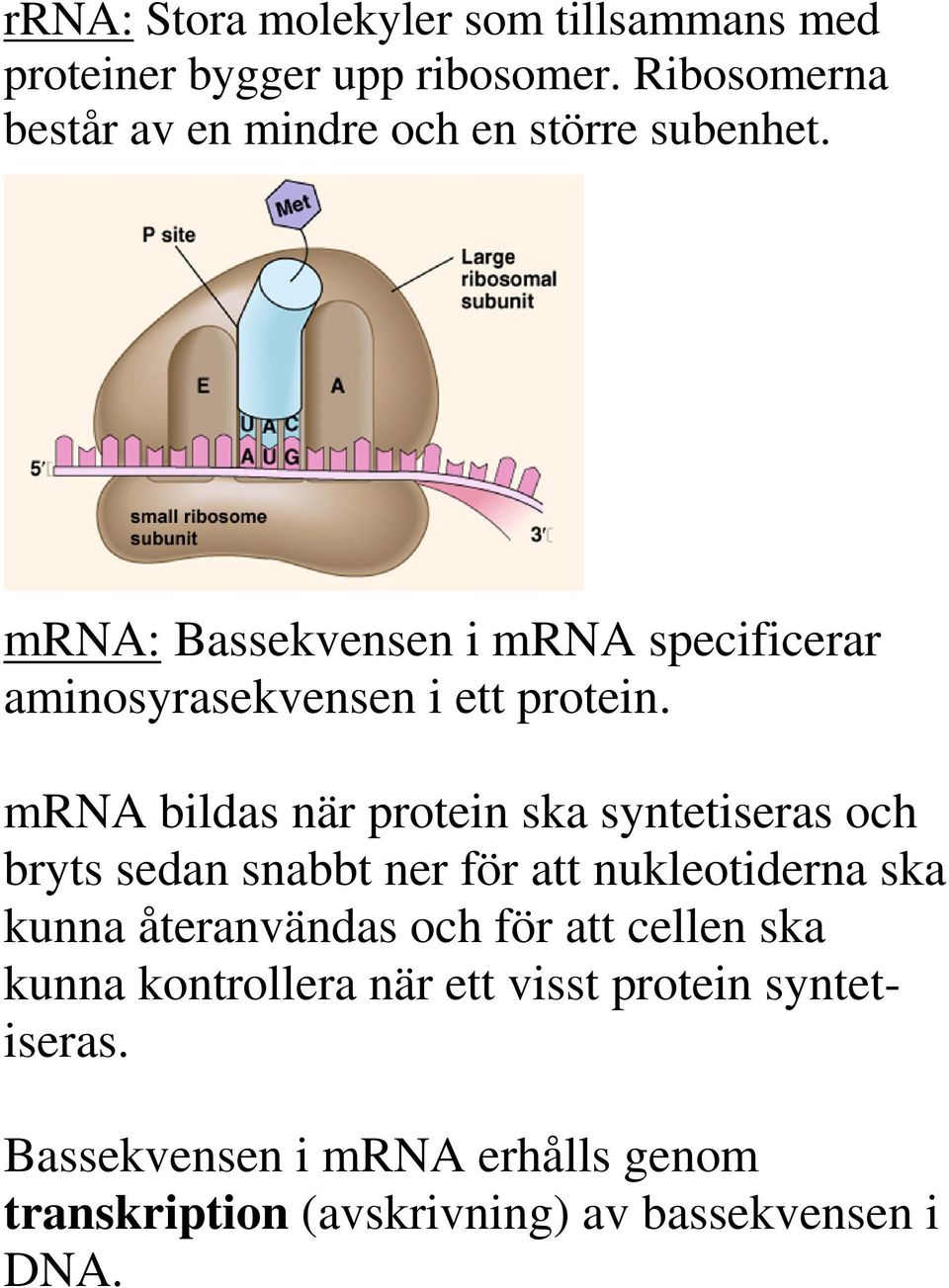 mrna: Bassekvensen i mrna specificerar aminosyrasekvensen i ett protein.