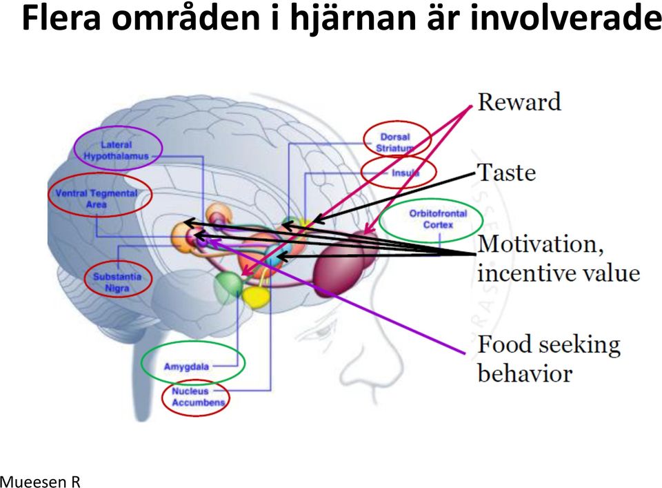 hjärnan är