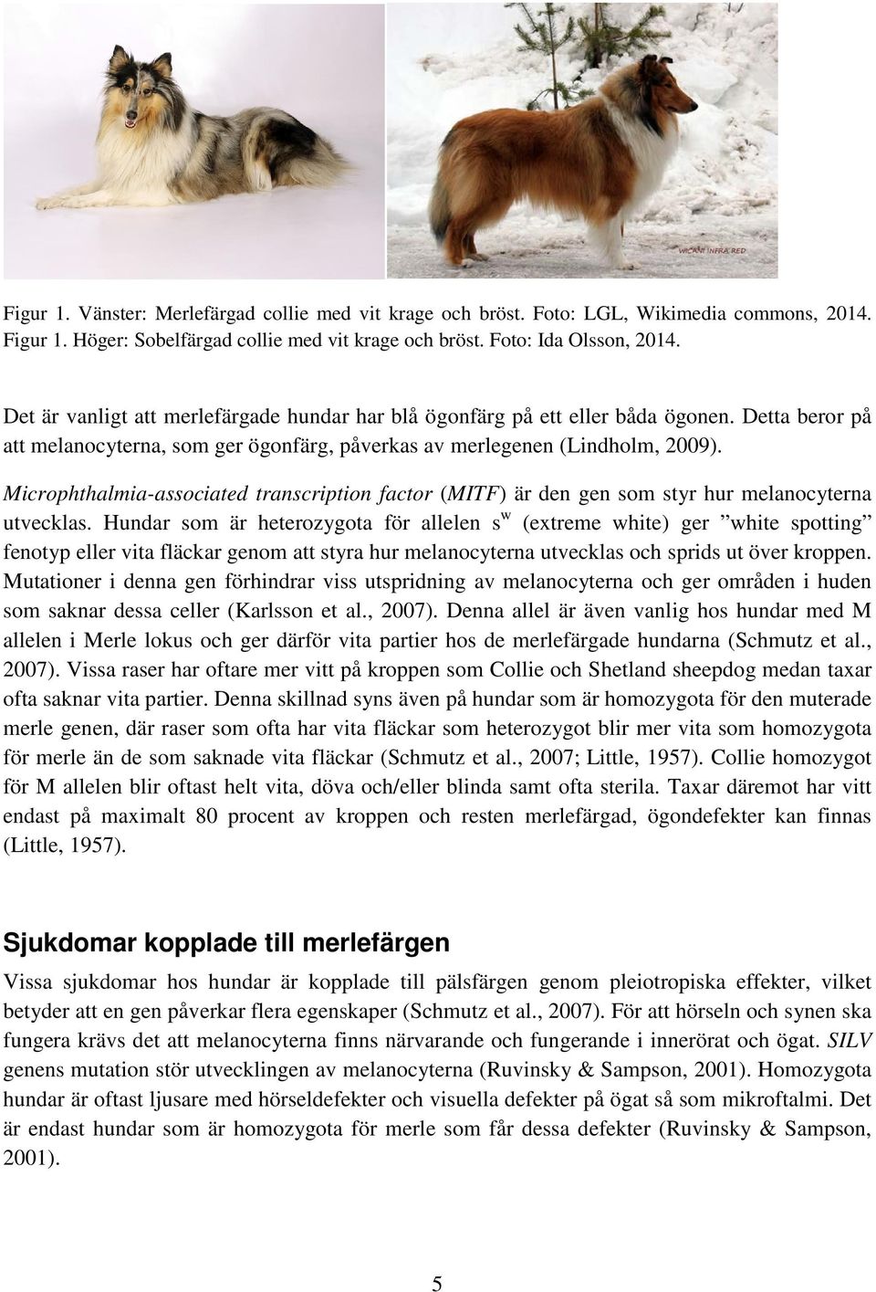 Microphthalmia-associated transcription factor (MITF) är den gen som styr hur melanocyterna utvecklas.