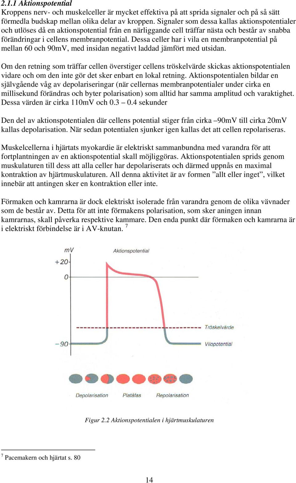 Dessa celler har i vila en membranpotential på mellan 60 och 90mV, med insidan negativt laddad jämfört med utsidan.