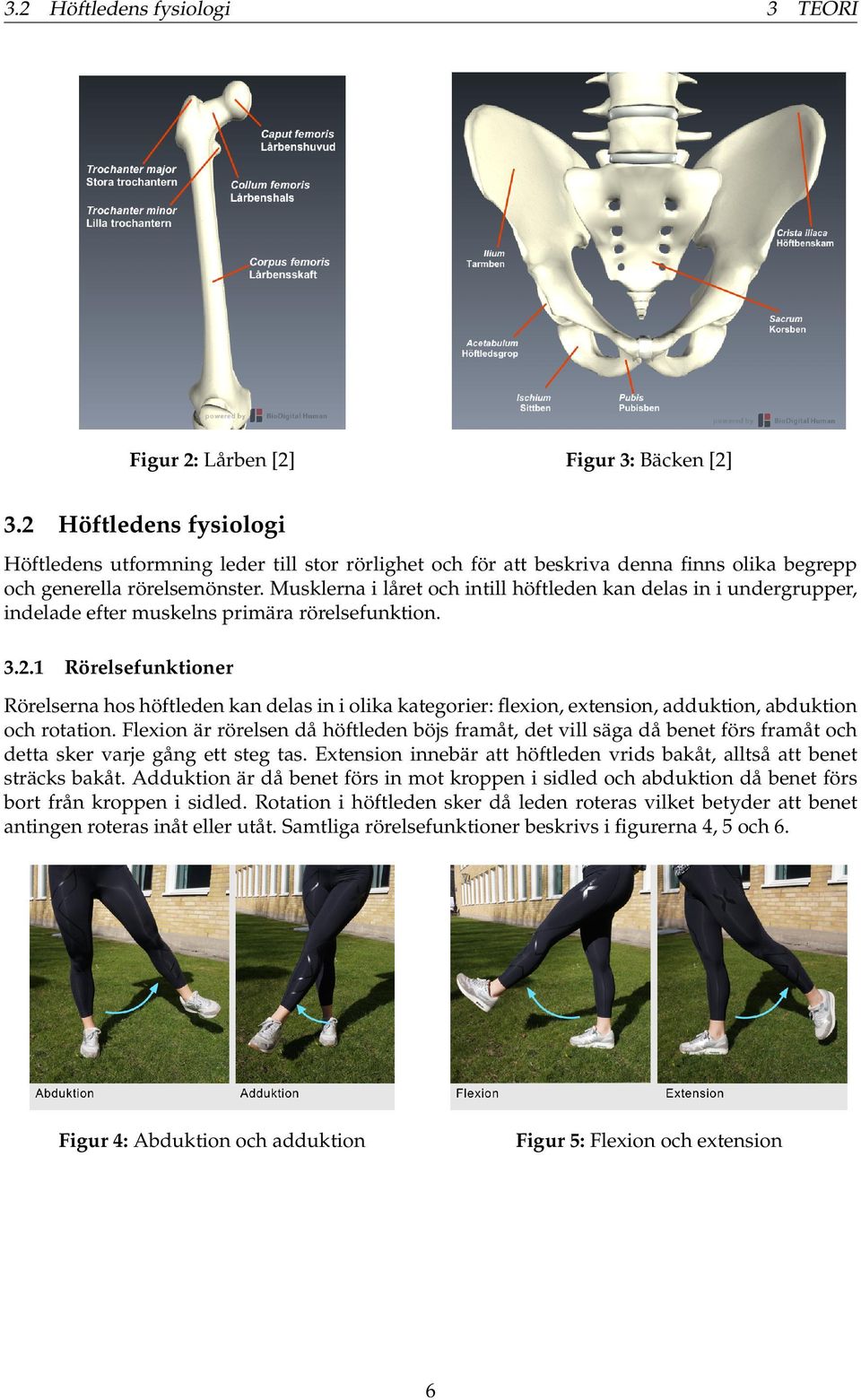 Musklerna i låret och intill höftleden kan delas in i undergrupper, indelade efter muskelns primära rörelsefunktion. 3.2.