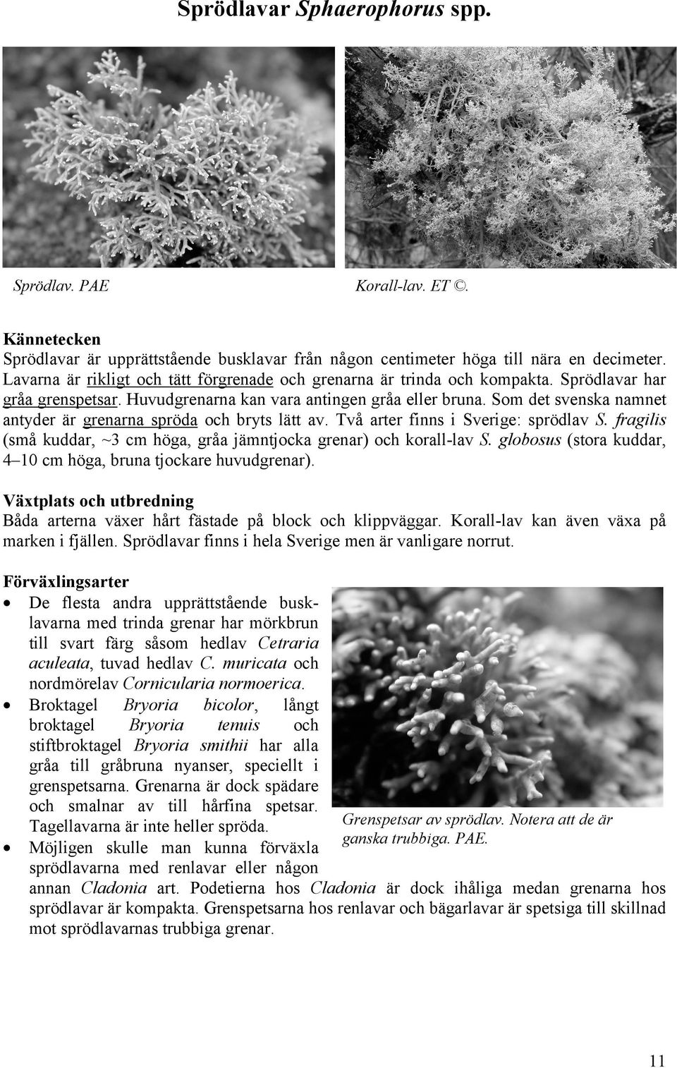 Som det svenska namnet antyder är grenarna spröda och bryts lätt av. Två arter finns i Sverige: sprödlav S. fragilis (små kuddar, ~3 cm höga, gråa jämntjocka grenar) och korall-lav S.