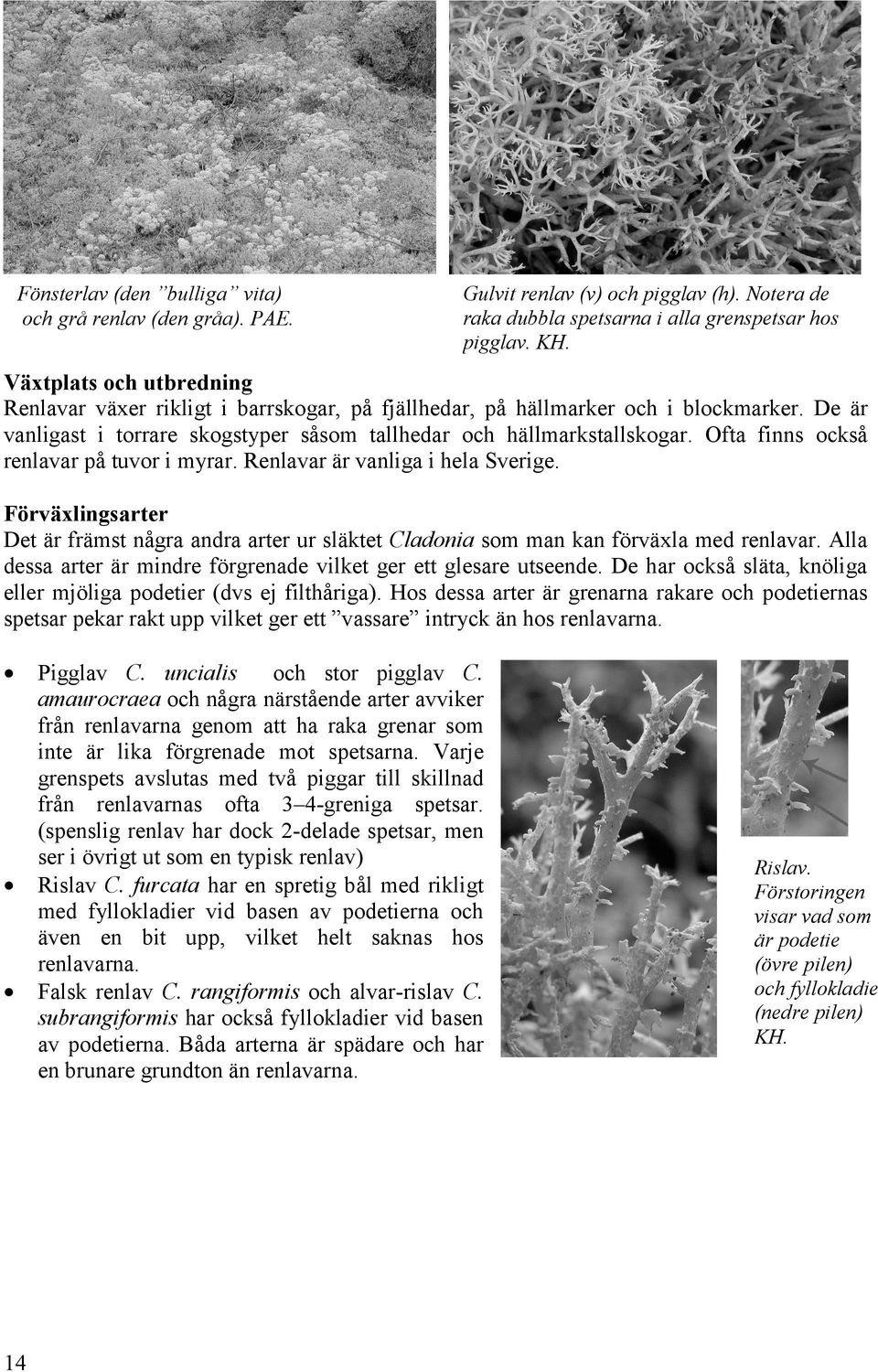 Ofta finns också renlavar på tuvor i myrar. Renlavar är vanliga i hela Sverige. Förväxlingsarter Det är främst några andra arter ur släktet Cladonia som man kan förväxla med renlavar.