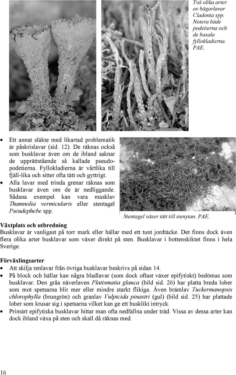 Alla lavar med trinda grenar räknas som busklavar även om de är nedliggande. Sådana exempel kan vara masklav Thamnolia vermicularis eller stentagel Pseudephebe spp. Stentagel växer tätt till stenytan.