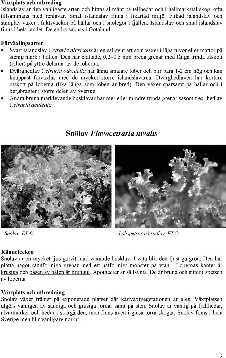 Förväxlingsarter Svart islandslav Cetraria nigricans är en sällsynt art som växer i låga tuvor eller mattor på stenig mark i fjällen.
