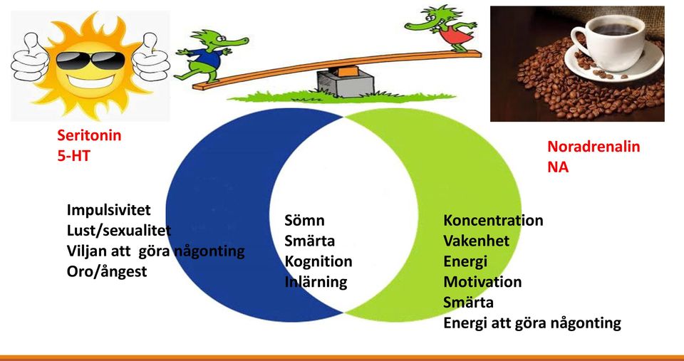 Kognition Inlärning Noradrenalin NA Koncentration