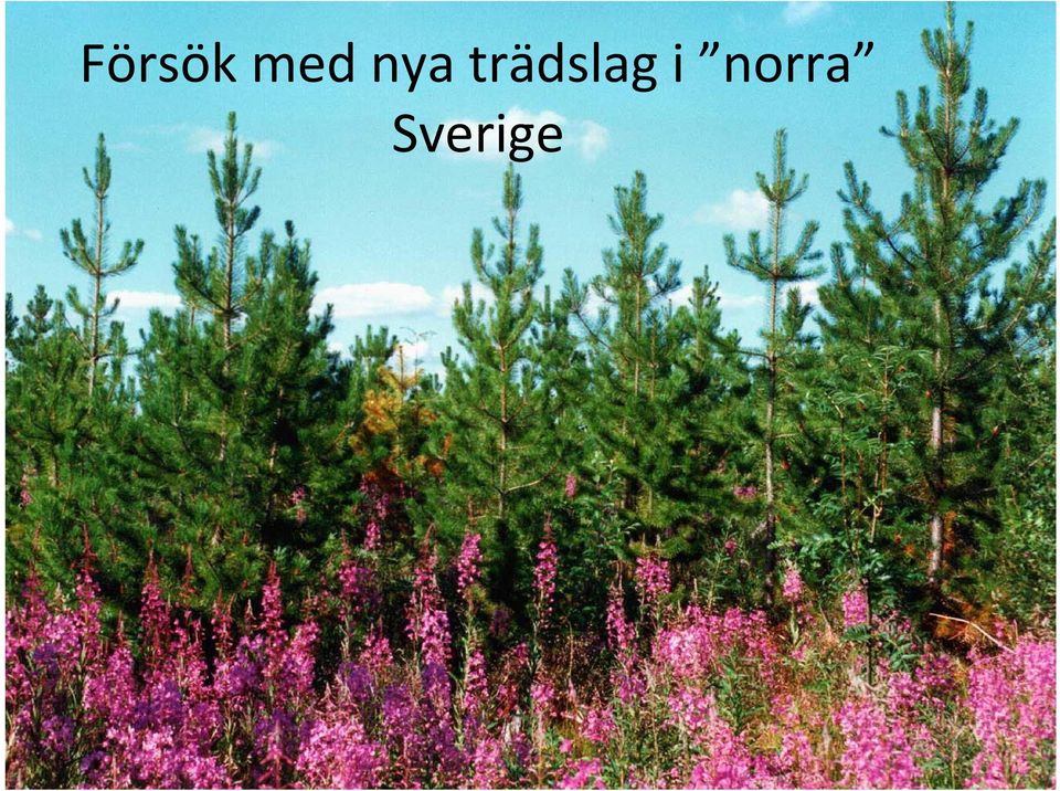 trädslag