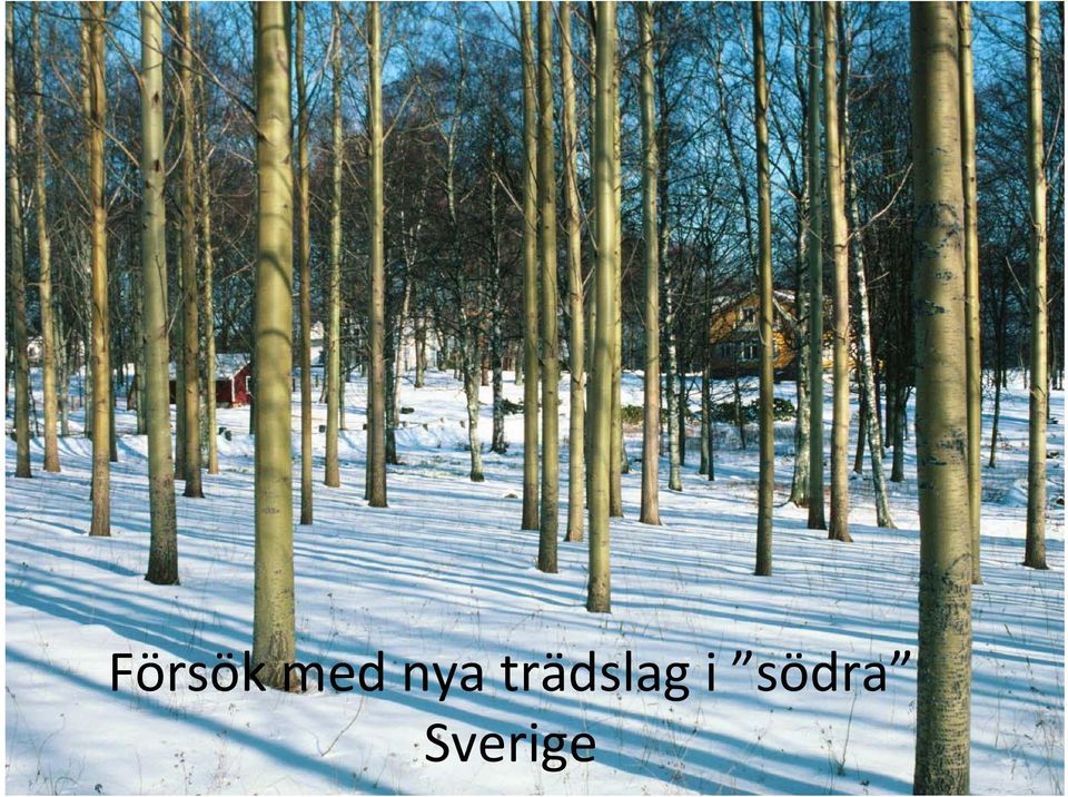 trädslag
