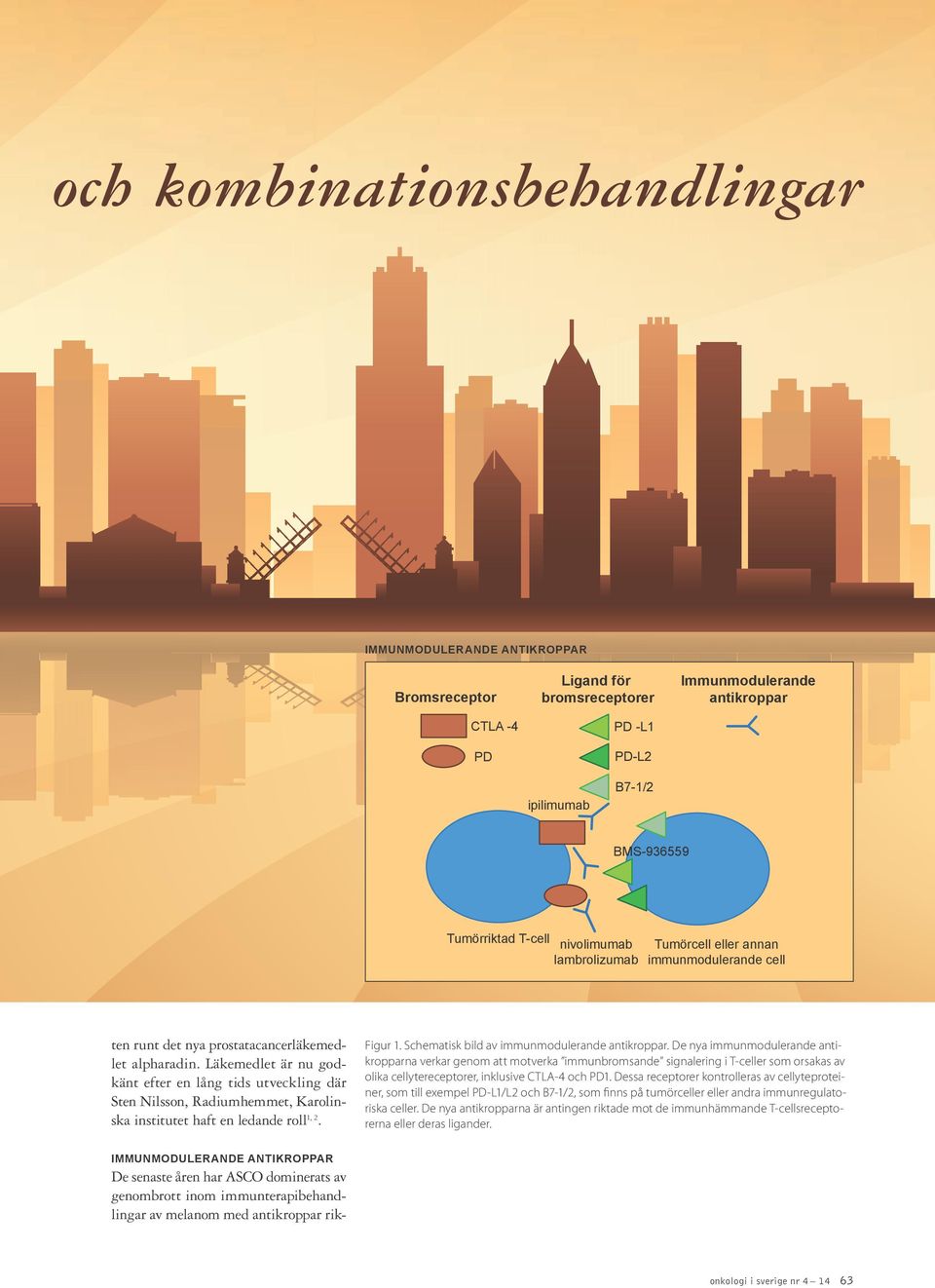 Läkemedlet är nu godkänt efter en lång tids utveckling där Sten Nilsson, Radiumhemmet, Karolinska institutet haft en ledande roll 1, 2. Figur 1. Schematisk bild av immunmodulerande antikroppar.