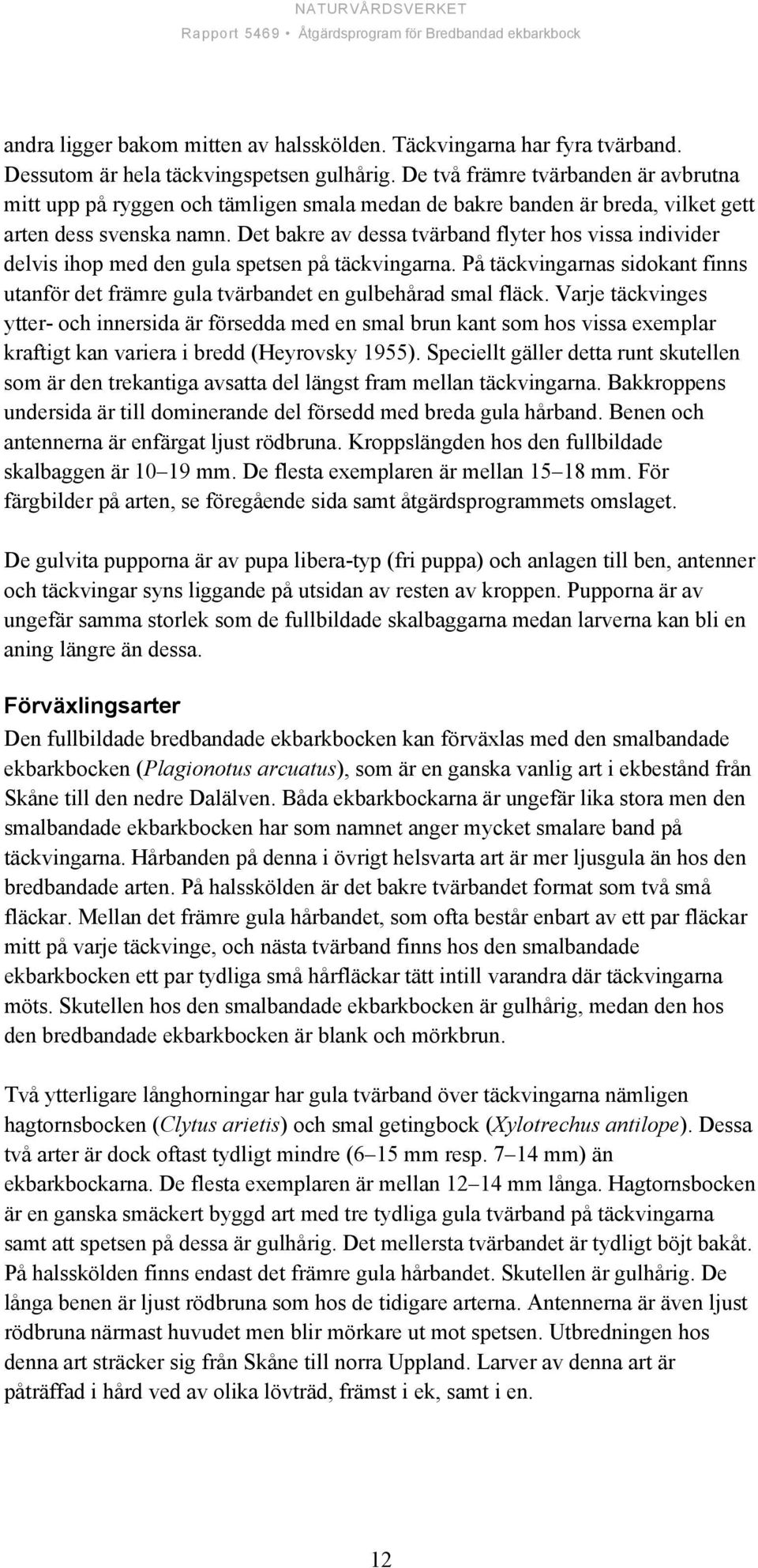 Det bakre av dessa tvärband flyter hos vissa individer delvis ihop med den gula spetsen på täckvingarna. På täckvingarnas sidokant finns utanför det främre gula tvärbandet en gulbehårad smal fläck.