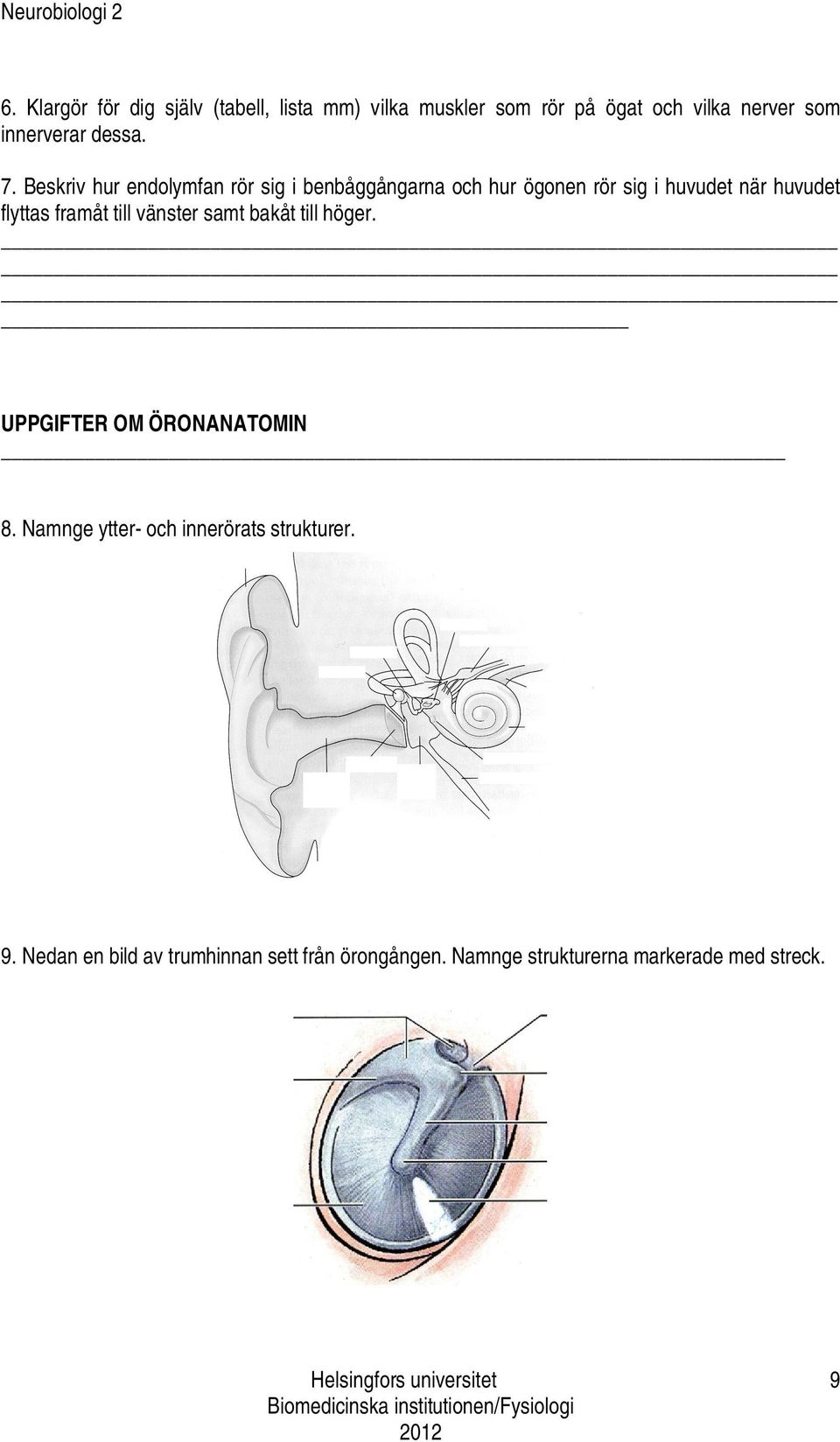 Beskriv hur endolymfan rör sig i benbåggångarna och hur ögonen rör sig i huvudet när huvudet flyttas