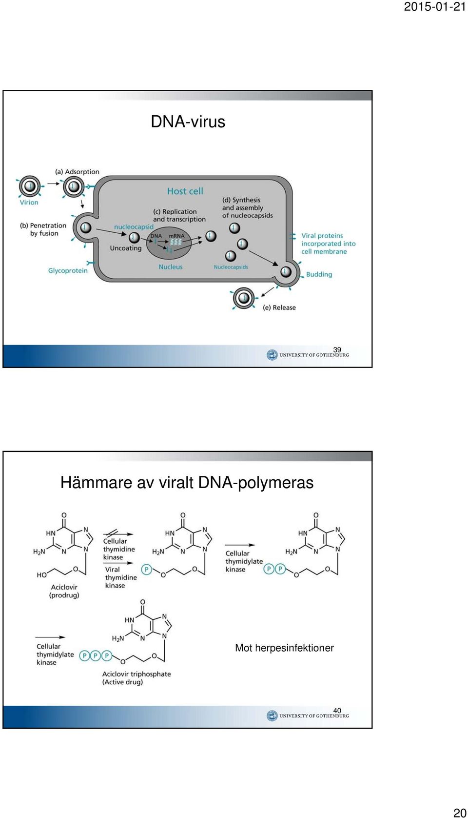 DNA-polymeras Mot