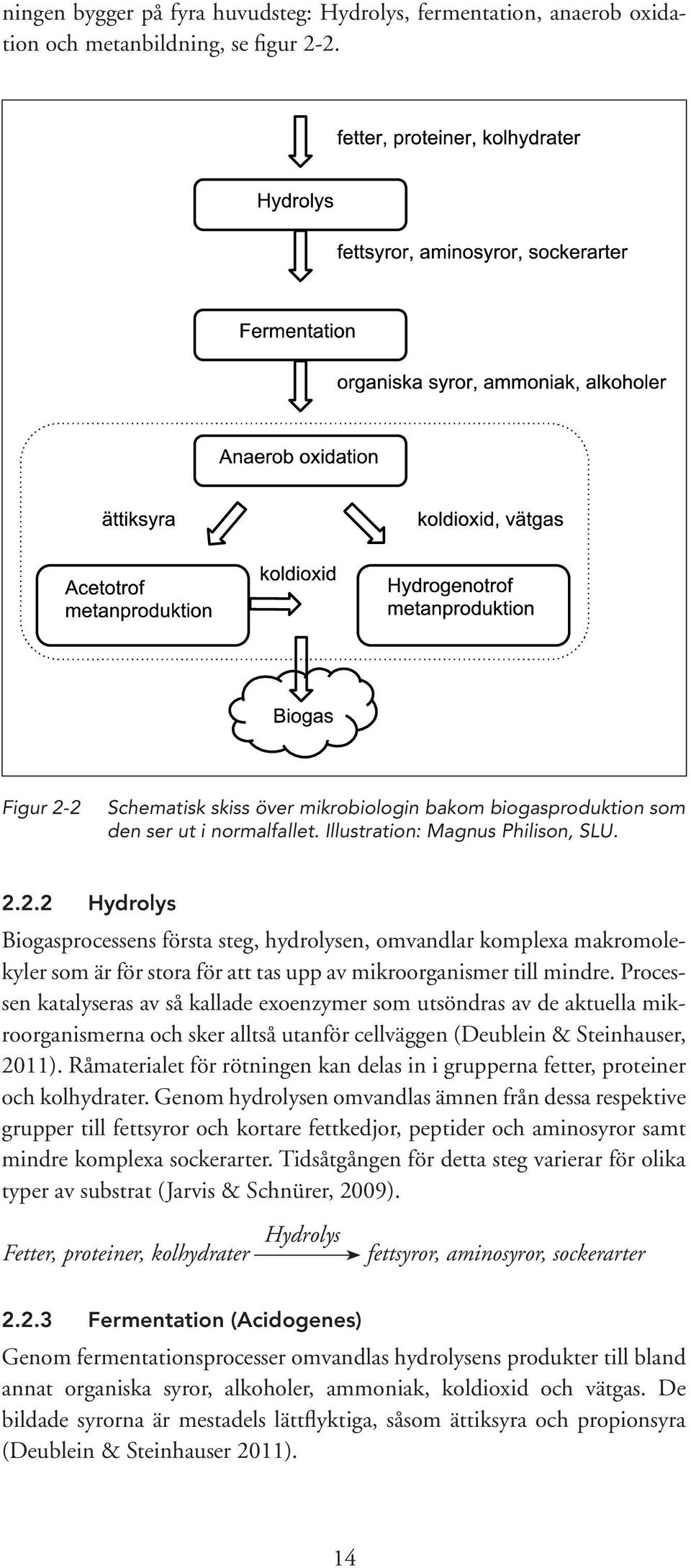 Processen katalyseras av så kallade exoenzymer som utsöndras av de aktuella mikroorganismerna och sker alltså utanför cellväggen (Deublein & Steinhauser, 2011).