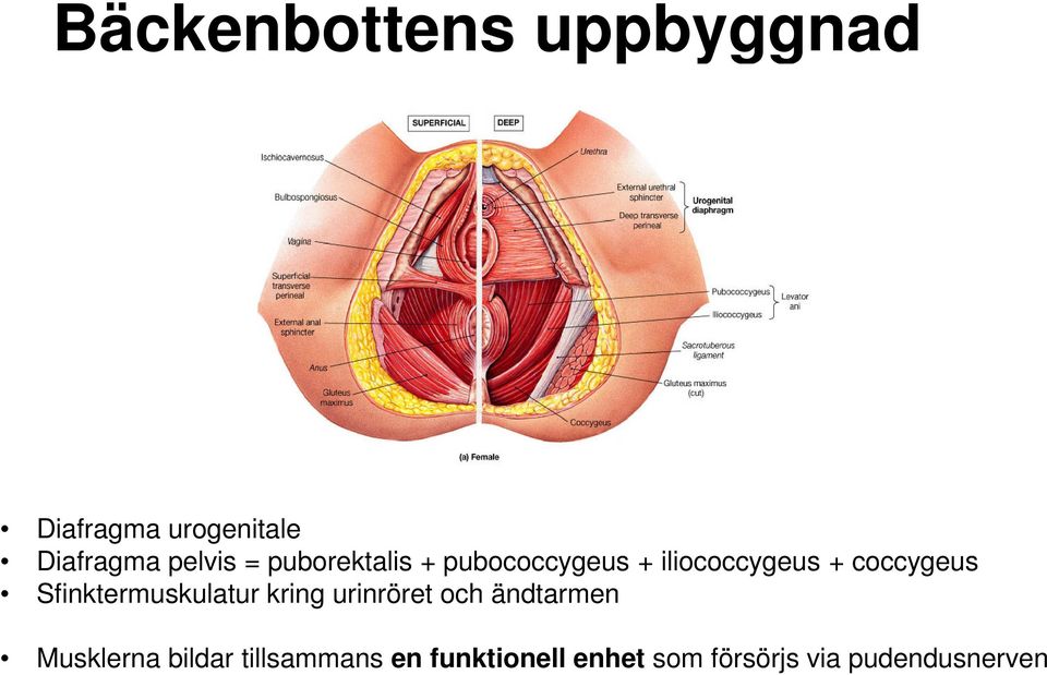Sfinktermuskulatur kring urinröret och ändtarmen Musklerna