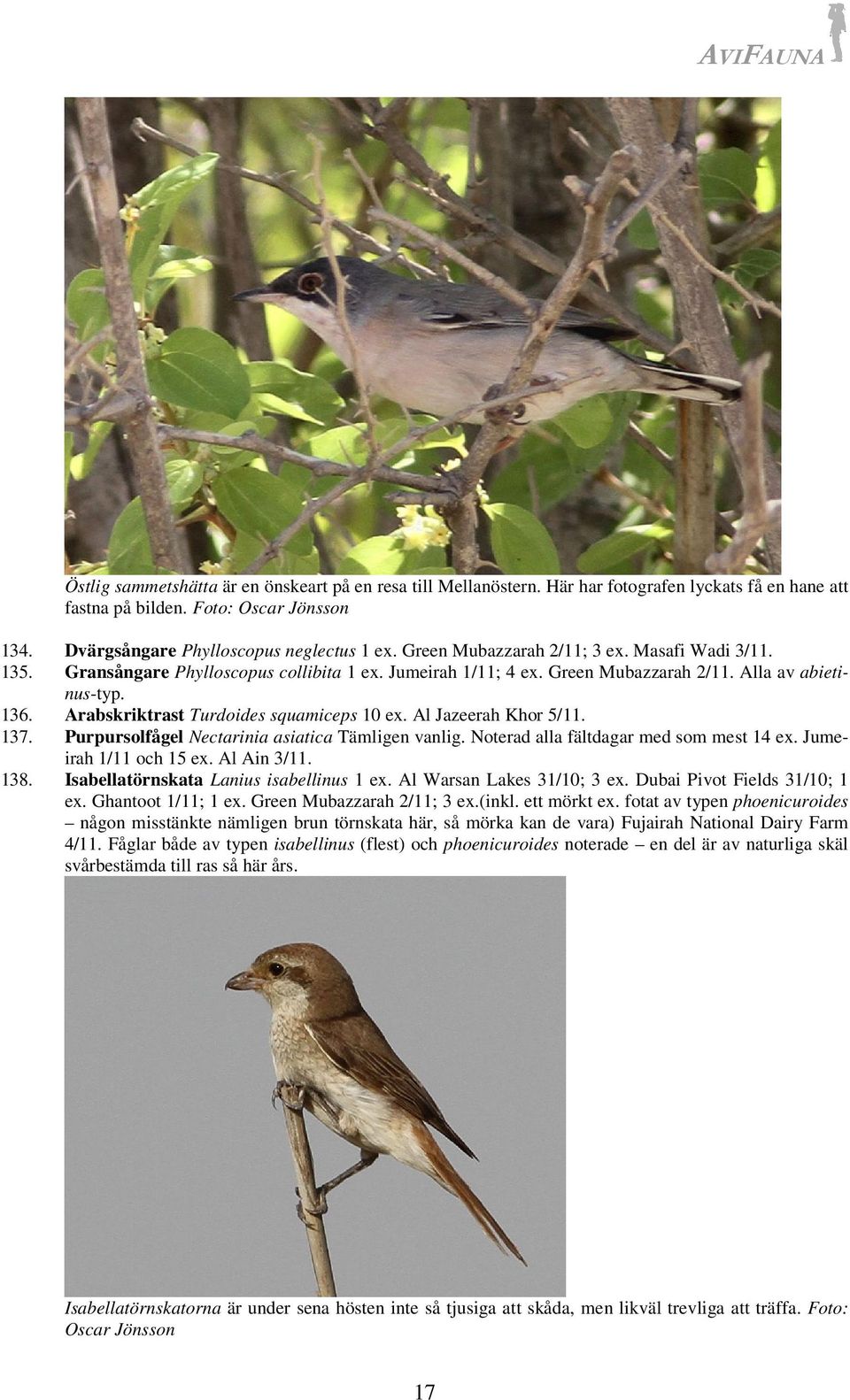 Arabskriktrast Turdoides squamiceps 10 ex. Al Jazeerah Khor 5/11. 137. Purpursolfågel Nectarinia asiatica Tämligen vanlig. Noterad alla fältdagar med som mest 14 ex. Jumeirah 1/11 och 15 ex.