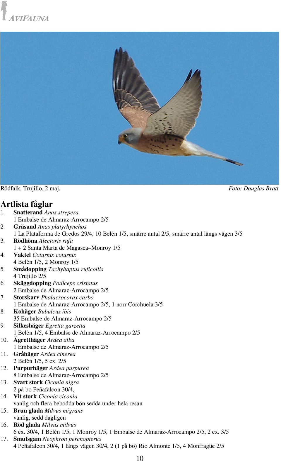 Vaktel Coturnix coturnix 4 Belèn 1/5, 2 Monroy 1/5 5. Smådopping Tachybaptus ruficollis 4 Trujillo 2/5 6. Skäggdopping Podiceps cristatus 2 Embalse de Almaraz-Arrocampo 2/5 7.