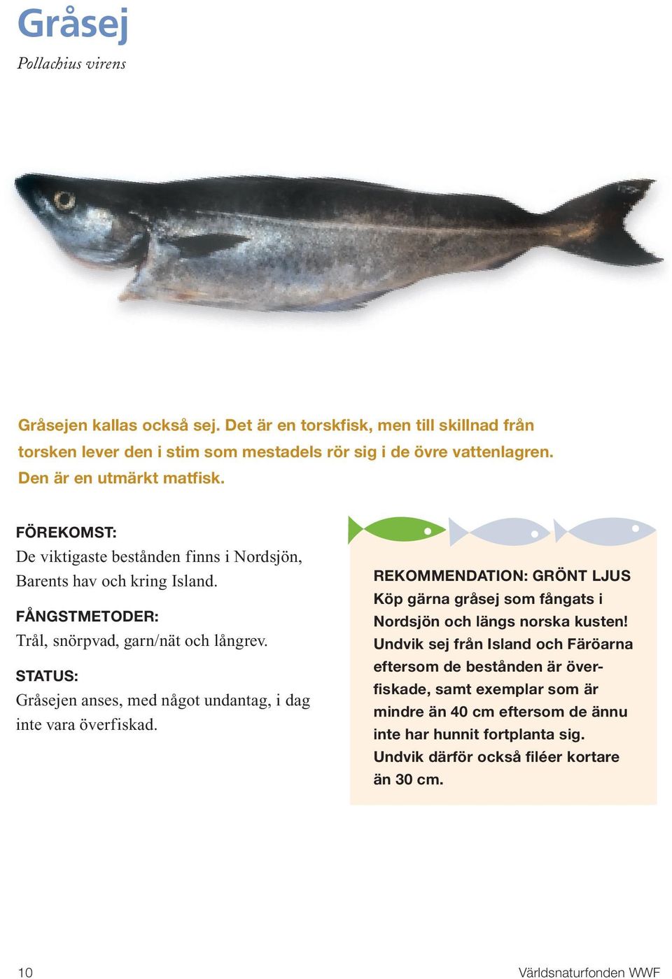 Gråsejen anses, med något undantag, i dag inte vara överfiskad. REKOMMENDATION: GRÖNT LJUS Köp gärna gråsej som fångats i Nordsjön och längs norska kusten!