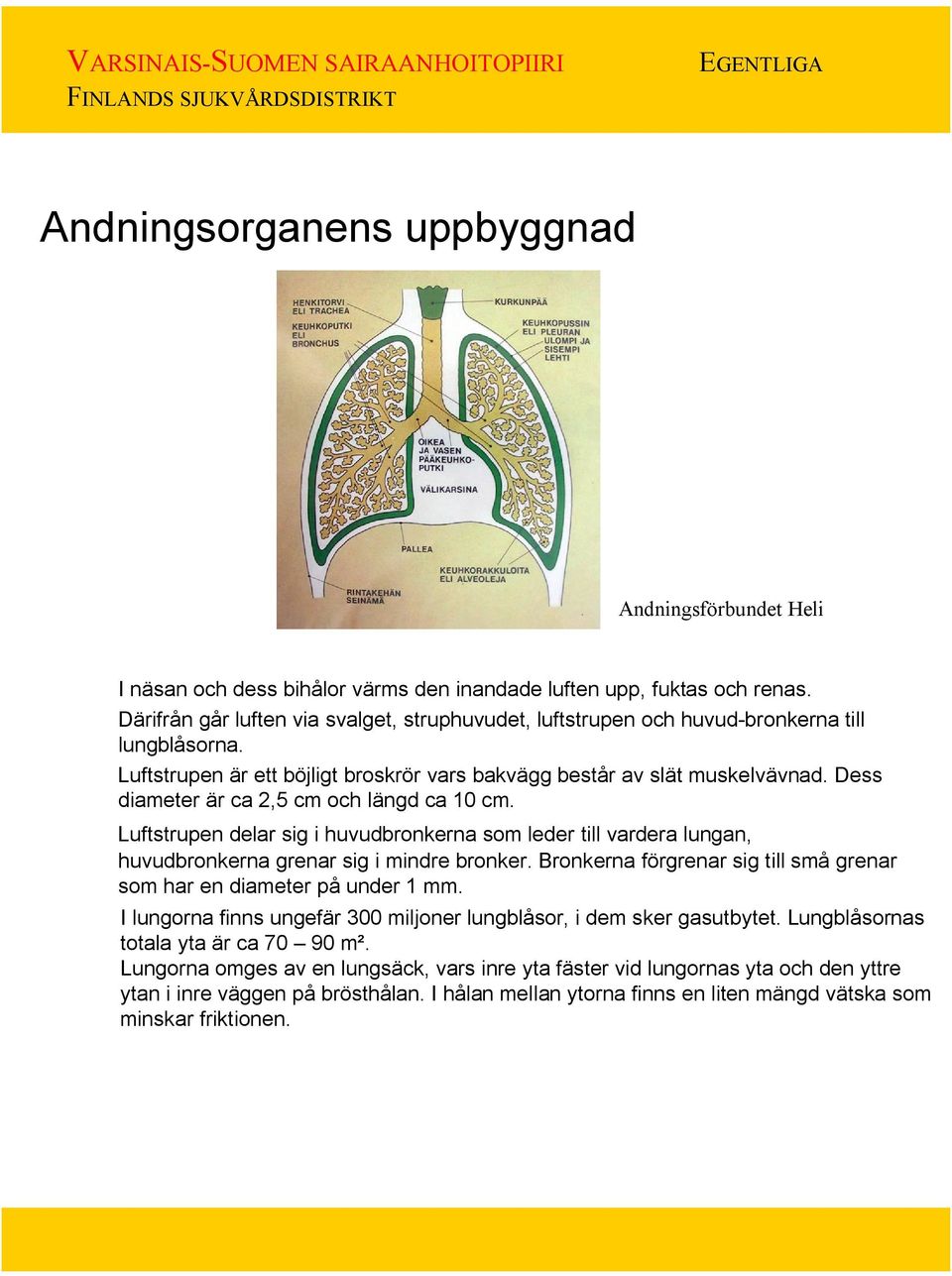 Dess diameter är ca 2,5 cm och längd ca 10 cm. Luftstrupen delar sig i huvudbronkerna som leder till vardera lungan, huvudbronkerna grenar sig i mindre bronker.