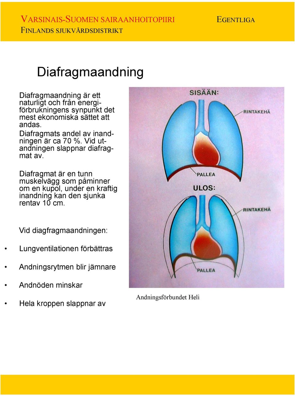 Diafragmat är en tunn muskelvägg som påminner om en kupol, under en kraftig inandning kan den sjunka rentav 10 cm.