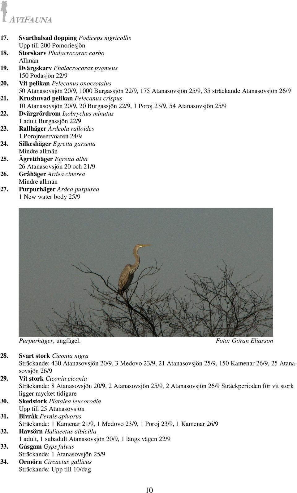 Krushuvad pelikan Pelecanus crispus 10 Atanasovsjön 20/9, 20 Burgassjön 22/9, 1 Poroj 23/9, 54 Atanasovsjön 25/9 22. Dvärgrördrom Ixobrychus minutus 1 adult Burgassjön 22/9 23.