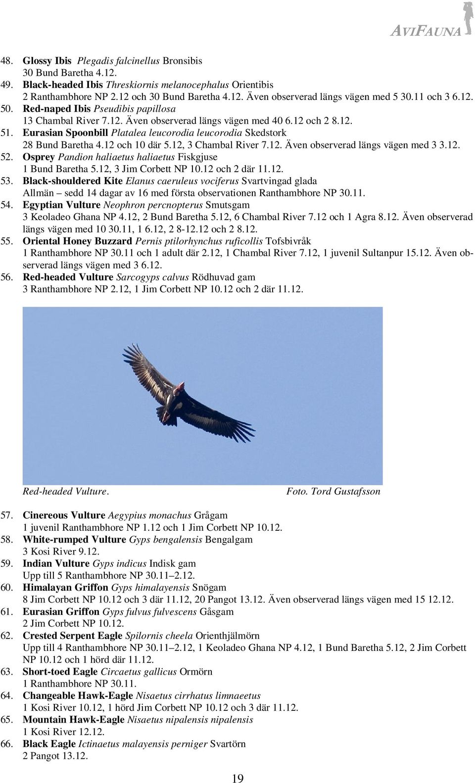 Eurasian Spoonbill Platalea leucorodia leucorodia Skedstork 28 Bund Baretha 4.12 och 10 där 5.12, 3 Chambal River 7.12. Även observerad längs vägen med 3 3.12. 52.