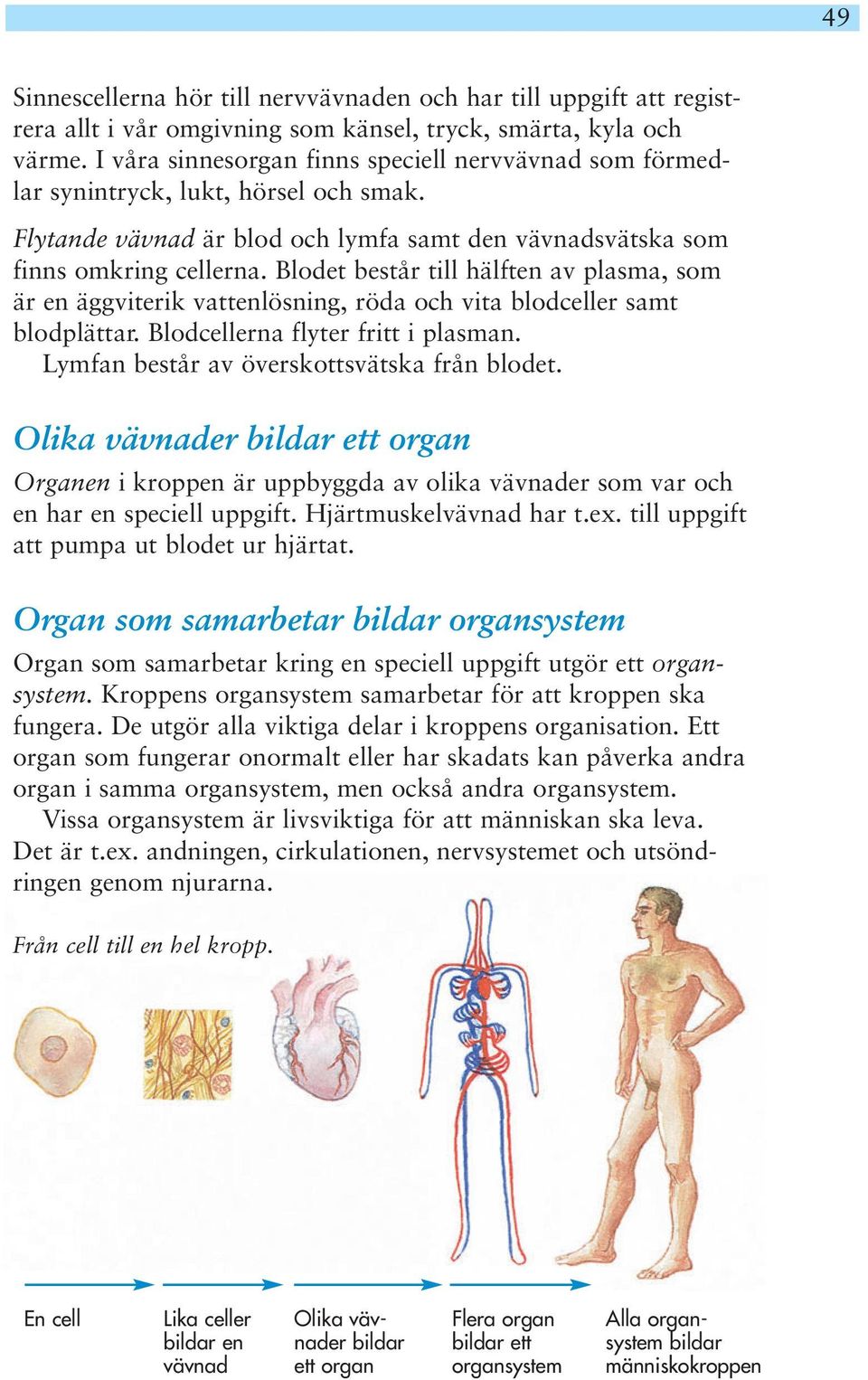 Blodet består till hälften av plasma, som är en äggviterik vattenlösning, röda och vita blodceller samt blodplättar. Blodcellerna flyter fritt i plasman. Lymfan består av överskottsvätska från blodet.